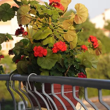 Babeva 3* Sveti Vlas