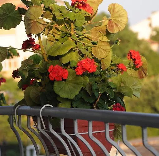 Babeva 3* סבטי ולאס